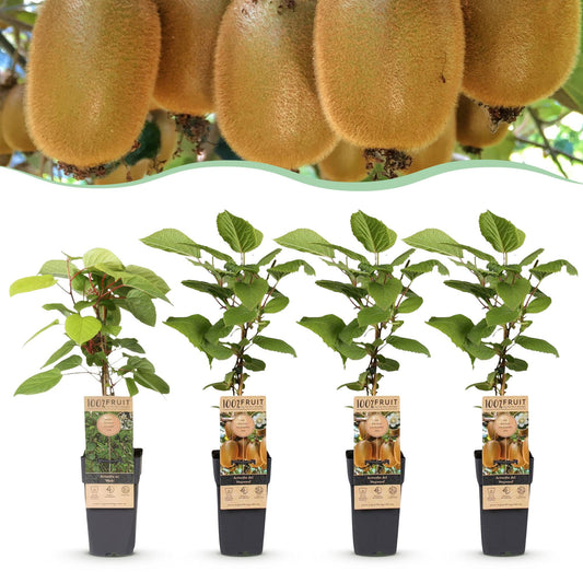 Green boutiQ - Fruit Plant - Actinidia Weiki & Hayward - Kiwi Plant - 1 Male - 3 Female - Plants - Green - Pot 15cm - Height 50cm 