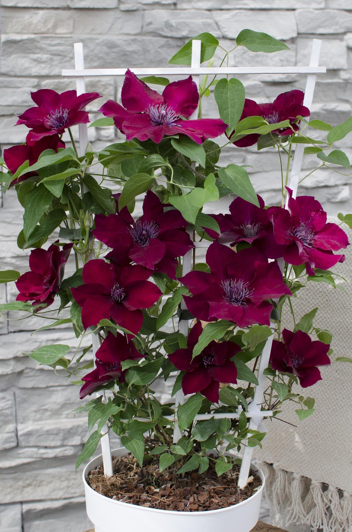 Waldrebe Clematis Nubia – Rote Clematis Evison – Ø15cm – ↕65cm – Blühstark & sommerlich – Kletterpflanze für Garten & Terrasse 