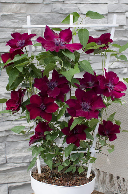Waldrebe Clematis Nubia – Rote Clematis Evison – Ø15cm – ↕65cm – Blühstark & sommerlich – Kletterpflanze für Garten & Terrasse 