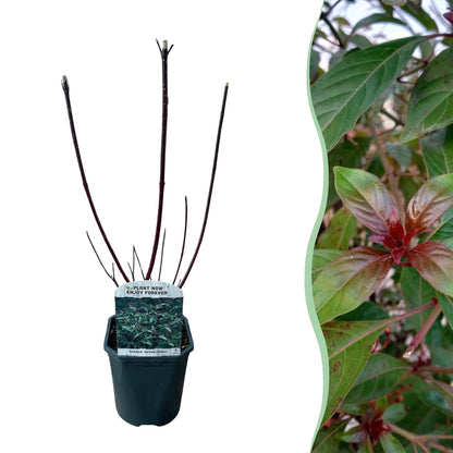 Cornus alba 'Kesselringii' – Schwarzholz-Hartriegel – Zierstrauch 17cm – ca. 45cm hoch – Pflegeleicht & winterhart – Für Hecke & Beet 