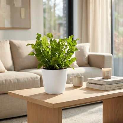 Krauser Wellenfarn 'Crispy Wave' – Asplenium nidus 'Crispy Wave' – Topf Ø12cm – Höhe 30cm – Ansicht 3