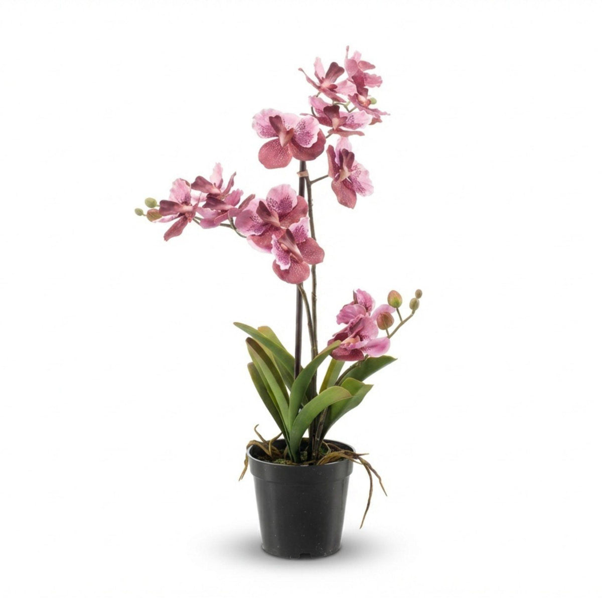 Orchidee Vanda Kunstpflanze – ca.60cm – Altrosa – Künstliche Orchidee im Topf – Pflegefreie Deko Pflanze für Wohnzimmer Büro & Empfangsbereich - Oasis of Life