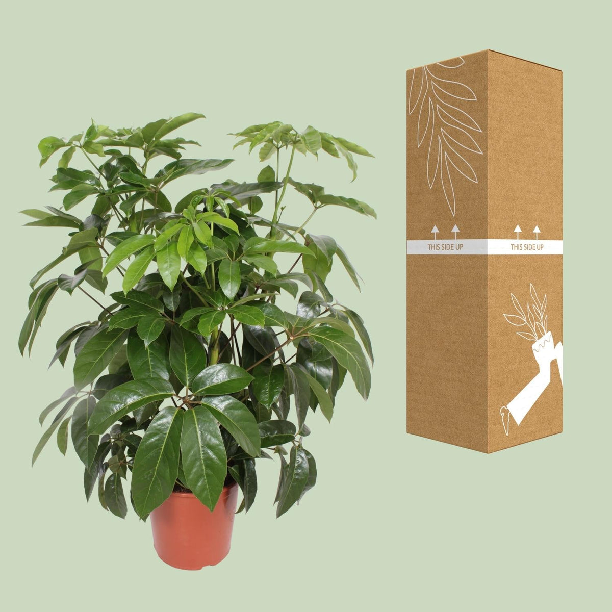 Schefflera Actinophylla Amate - Ø30cm - ↕120cm 
