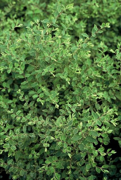 Niedrige Purpurbeere Symphoricarpos × chenaultii 'Hancock' – 24 Pflanzen – ↕10-25 cm – Ø9 cm – Winterharter Strauch – Weiße Blüten & Beeren – Pflegeleicht & Wetterbeständig 
