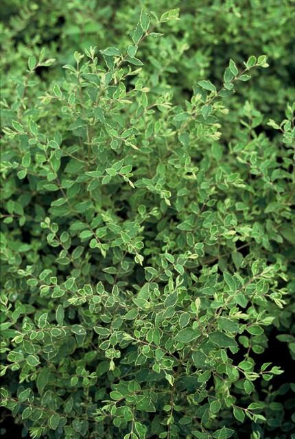 Niedrige Purpurbeere Symphoricarpos × chenaultii 'Hancock' – 24 Pflanzen – ↕10-25 cm – Ø9 cm – Winterharter Strauch – Weiße Blüten & Beeren – Pflegeleicht & Wetterbeständig 