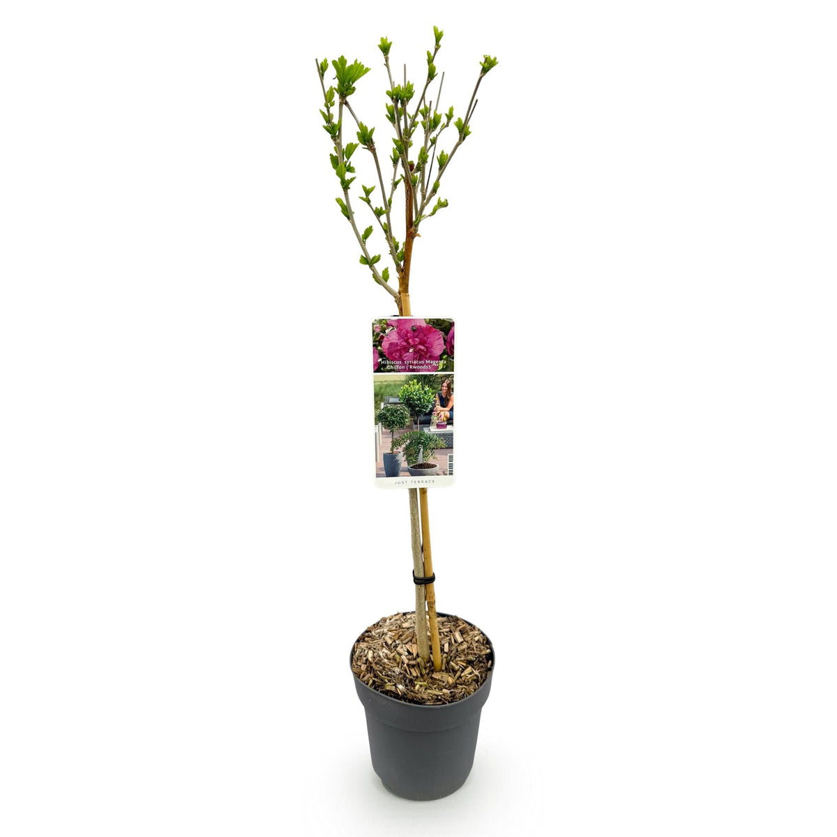 Hibiscus syriacus Magenta Chiffon – Blühende Stamm-Pflanze mit magentafarbenen Blüten – Laubabwerfend & pflegeleicht – Topf Ø19 cm – Höhe ca. 90 cm – Für Terrasse & Balkon 