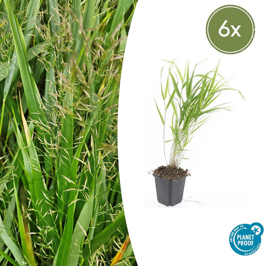 Japan-Zwergschilf Hakonechloa macra – ↕10-25cm – Ø9cm – 6 Pflanzen – Elegantes, winterhartes Ziergras für schattige Gärten – Bodendecker & Gartendekoration 