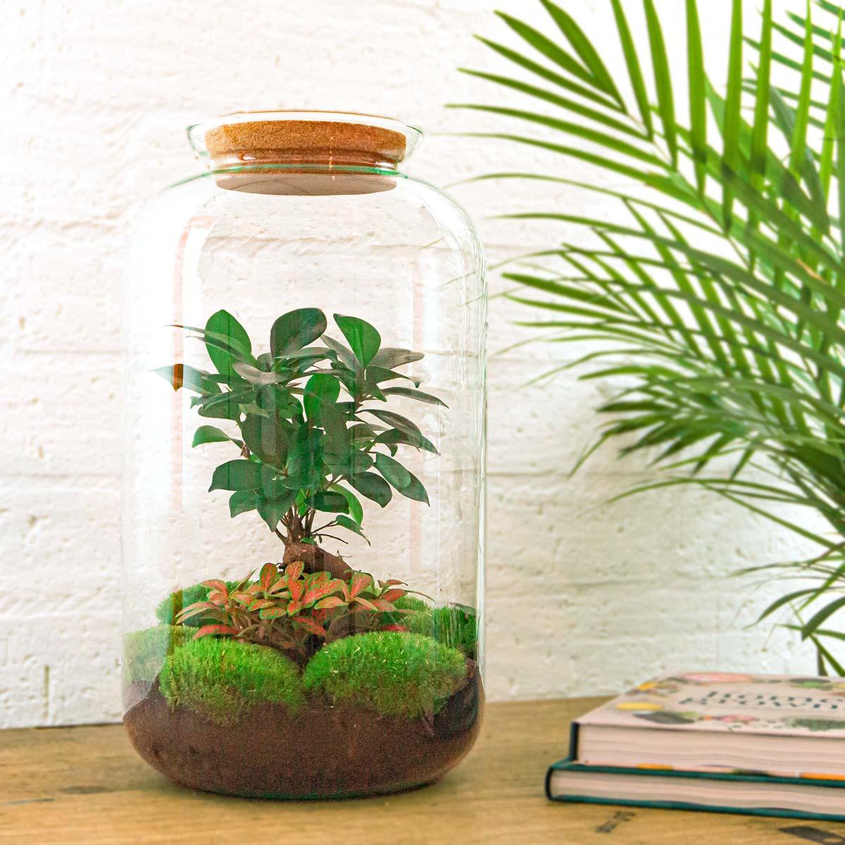 Flaschengarten Sven Bonsai – DIY Bausatz Terrarium – ↕43cm – Do-It-Yourself Pflanzen-Set im Glas mit Korkdeckel – Autarkes Mini-Ökosystem – Inkl. Ficus Ginseng Bonsai, Fittonia & Moos – Für Wohnung & Büro 