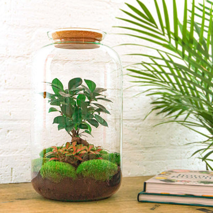Flaschengarten Sven Bonsai – DIY Bausatz Terrarium – ↕43cm – Do-It-Yourself Pflanzen-Set im Glas mit Korkdeckel – Autarkes Mini-Ökosystem – Inkl. Ficus Ginseng Bonsai, Fittonia & Moos – Für Wohnung & Büro 