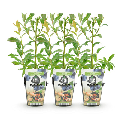 Blaubeere Vaccinium corymbosum Bluegold winterhart 3 Pflanzen Ø9cm Höhe 30cm – Aromatische Heidelbeere für Garten Balkon & Terrasse 