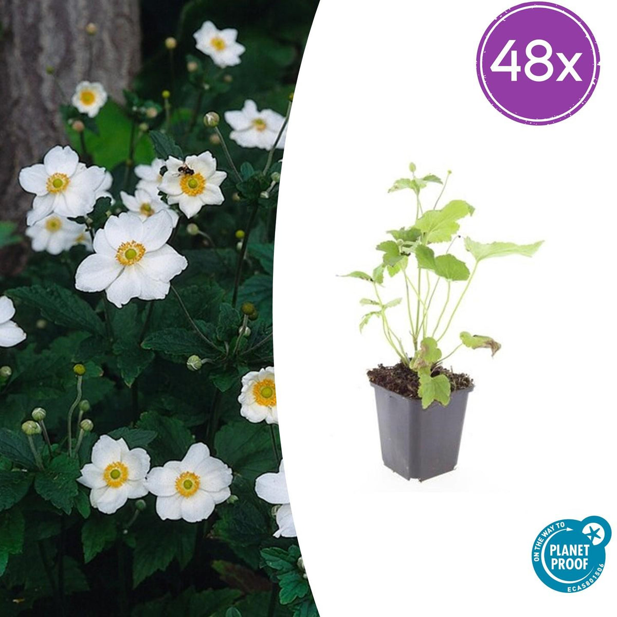Japan – Herbst – Anemone hyb. 'Honorine Jobert' – ↕10-25cm – Ø9cm – Herbstblüher – Pflegeleicht – Ansicht 26