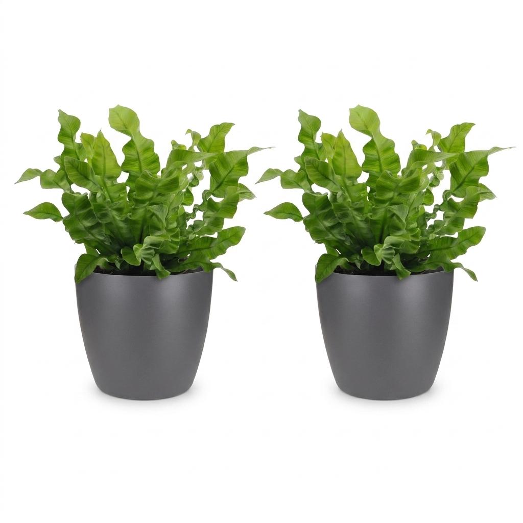 Krauser Wellenfarn 'Crispy Wave' – Asplenium nidus 'Crispy Wave' – 2 Pflanzen – Topf Ø12cm – Höhe 30cm – Ansicht 2