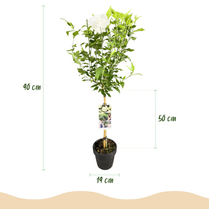 Hibiscus syriacus White Chiffon – Stamm-Pflanze – Ø19 cm – Höhe ca. 90 cm – Weiße Blüten – Laubabwerfend & pflegeleicht – Für Garten, Terrasse & Balkon 