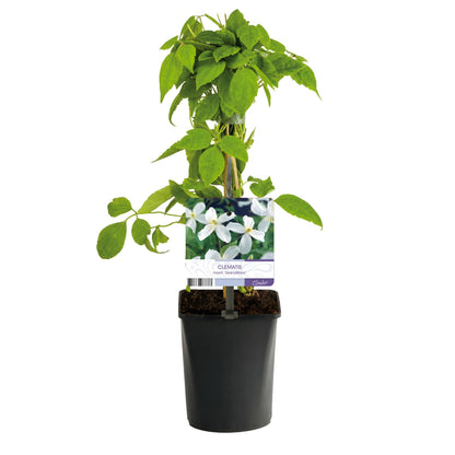 Kletterpflanze - Clematis montana Grandiflora - Blüte Weiß - Frühblühend - Pflegeleicht - 2 Pflanzen - Topf 11cm Höhe 40cm 
