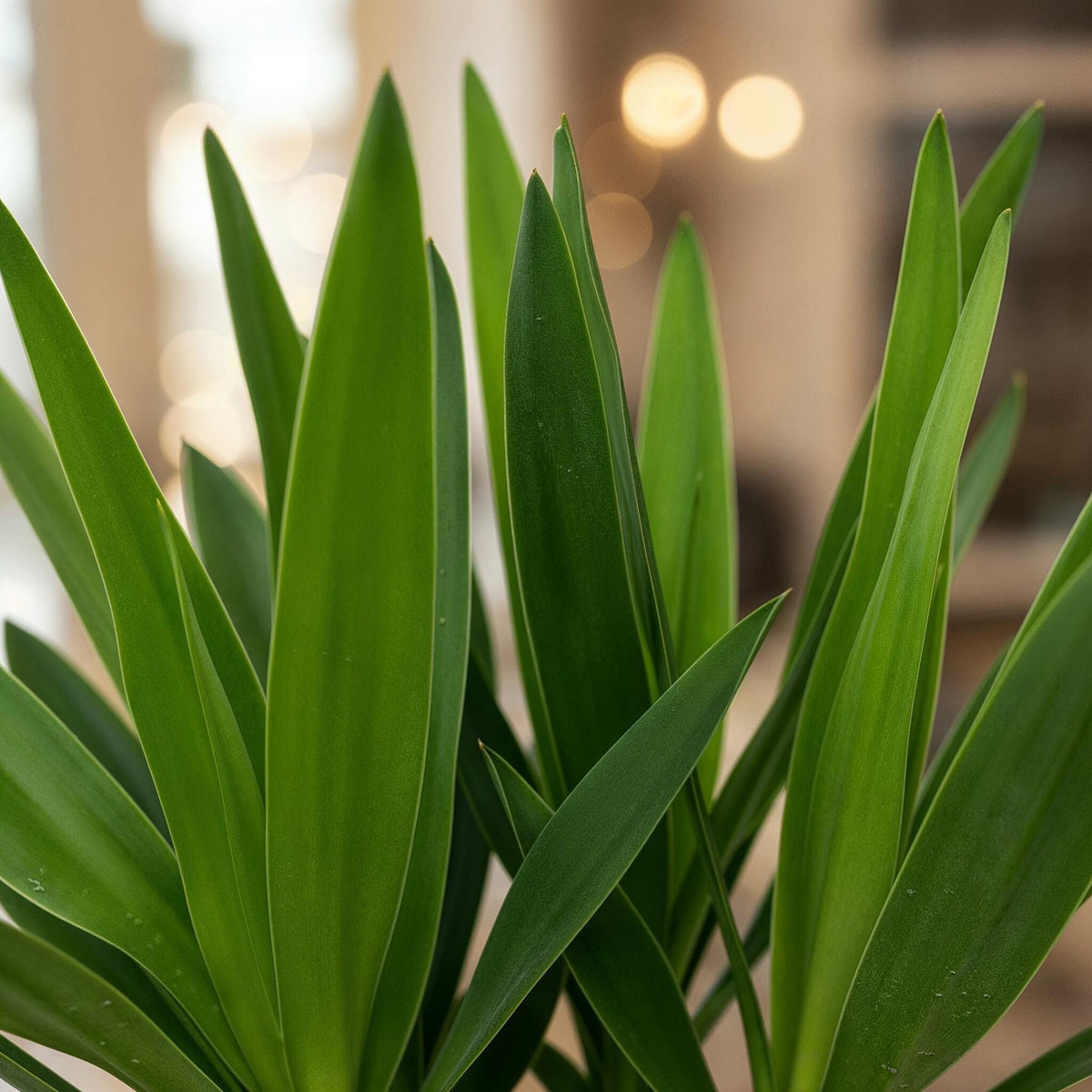 Palmlilie Yucca Elephantipes – 55cm – 14cm – Pflegeleichte Palmlilie mit langen, schmalen Blättern – Robuste, luftreinigende Zimmerpflanze für moderne Wohnräume 