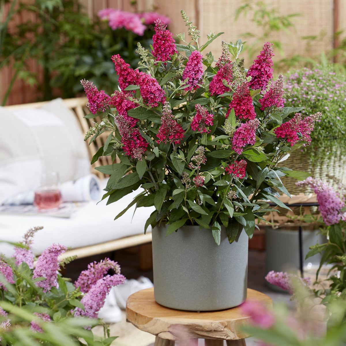 Flieder Buddleja Butterfly Candy Little Ruby 3er Set – kompakter Schmetterlingsstrauch rot bis tiefrosa – Topf 12cm – Höhe 20-25cm – duftend, nektarreich, insektenfreundlich – für Beet, Kübel, Balkon & Terrasse 