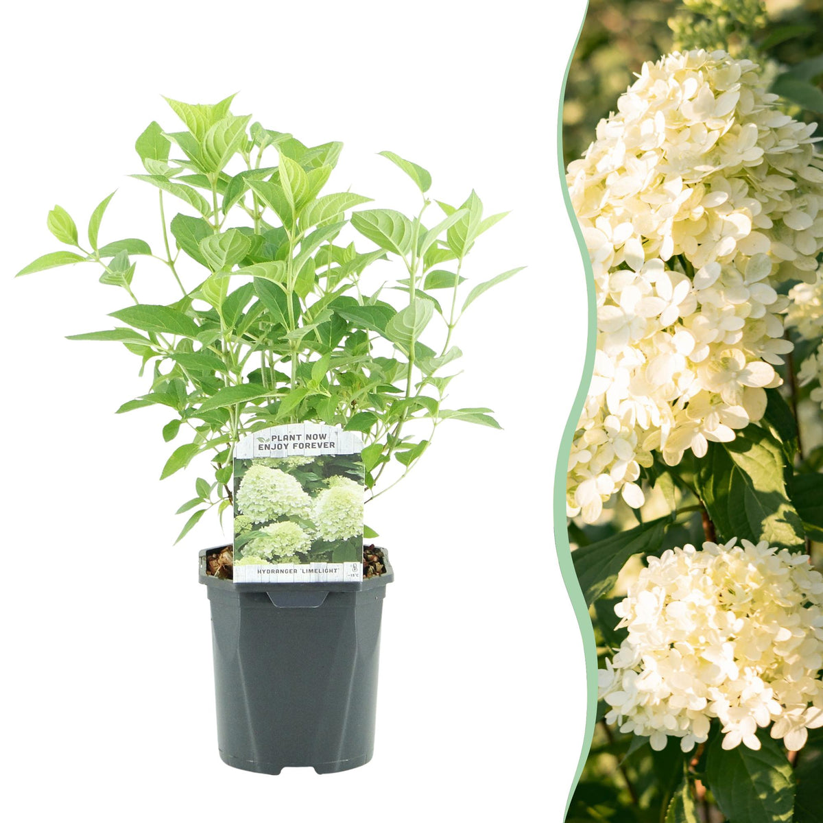 Rispenhortensie – Hydrangea panniculata Limelight – Blüte Limonengrün-Cremeweiß – Laubabwerfend – Große Blüten – 17cm – Höhe ca. 50cm 
