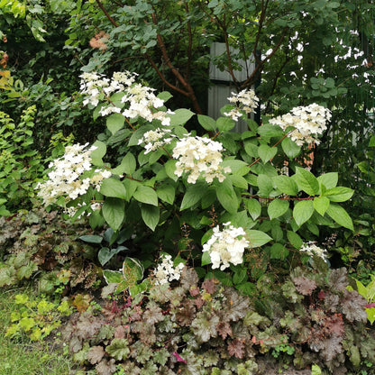 Rispenhortensie – Hydrangea panniculata Wims Red – Blüte Weiß-Rot – Laubabwerfend – Große Blüten – 17cm – Höhe ca. 50cm 