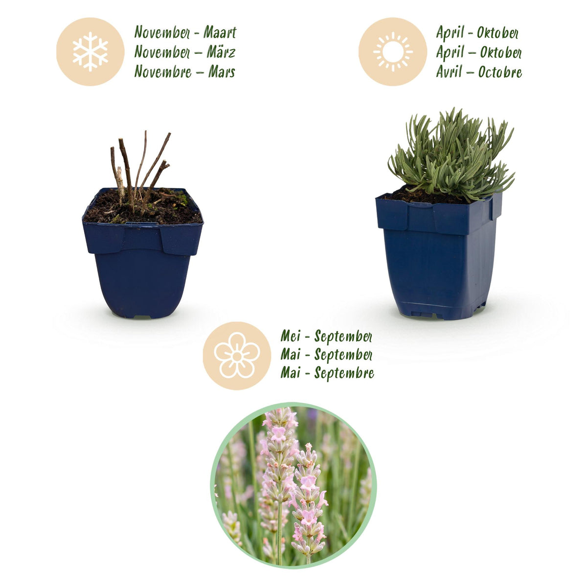 Lavendel 'Rosea' – Lavandula angustifolia 'Rosea' – 6 Pflanzen – Topf Ø11cm – Ansicht 4
