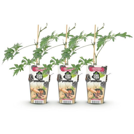 Immergrüne Brombeere Rubus fruticosus Thornless Evergreen frosthart 3 Pflanzen Ø9cm Höhe30cm – Dornenlose schwarze Brombeere für Garten & Balkon 