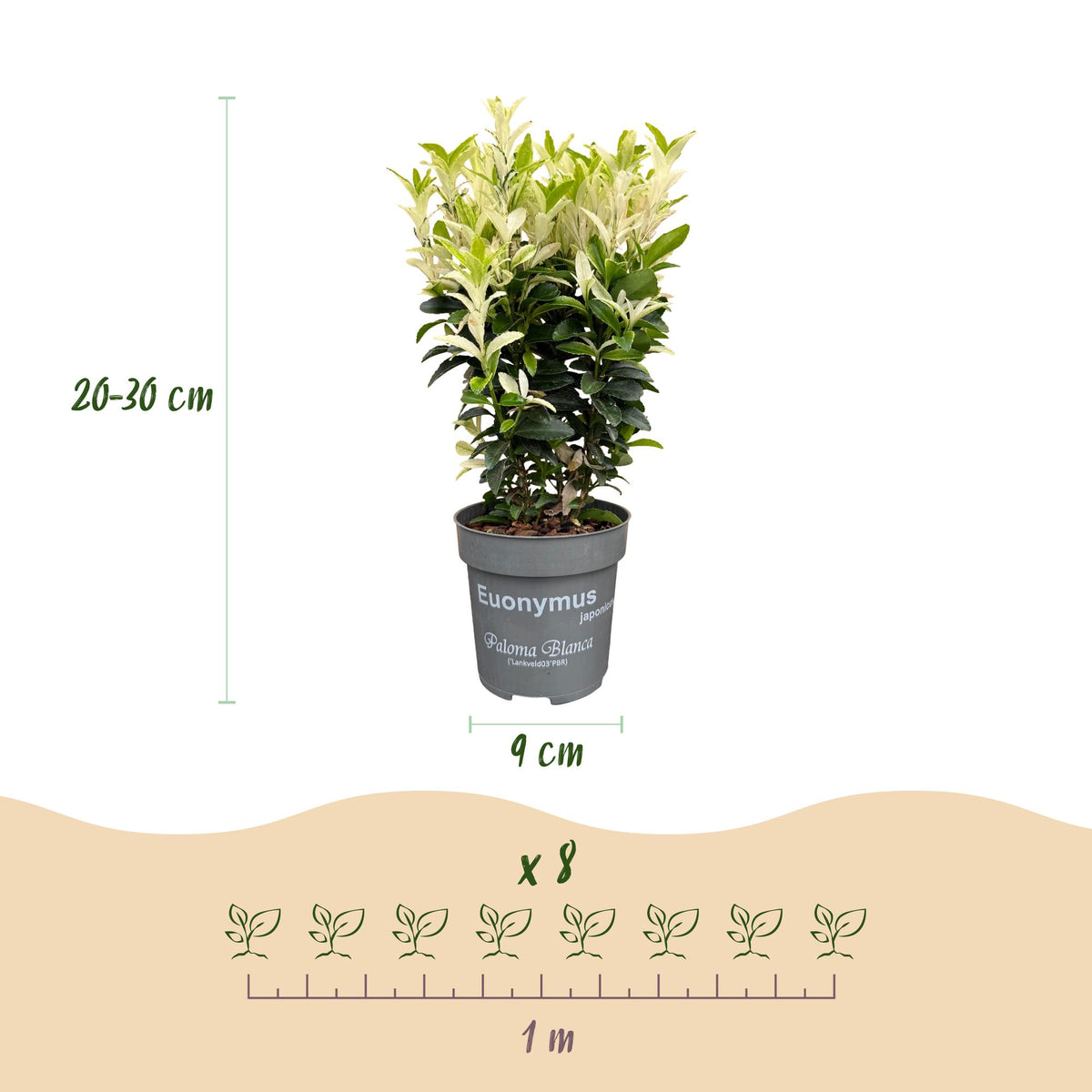 Spindelstrauch 'Paloma Blanca' – Euonymus japonicus 'Paloma Blanca' – 16 Heckenpflanzen – Topf Ø9cm – Ansicht 4