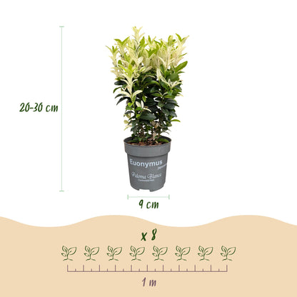 Spindelstrauch 'Paloma Blanca' – Euonymus japonicus 'Paloma Blanca' – 16 Heckenpflanzen – Topf Ø9cm – Ansicht 4