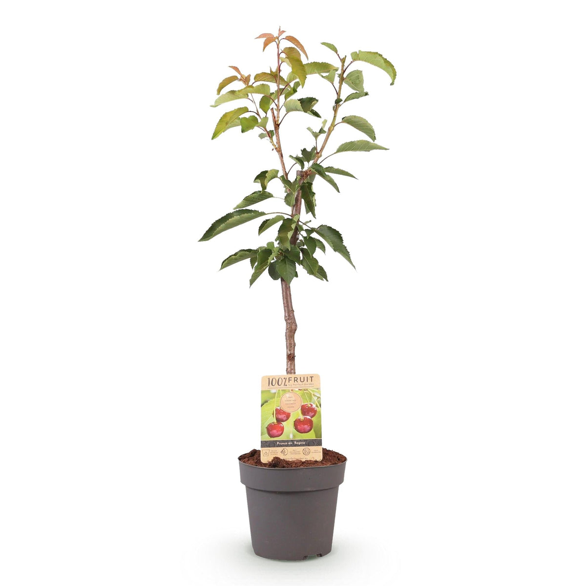 Kirschbaum Prunus avium Regina – Rote Kirsche – Obstbaum im Ø21cm – Höhe ca. 90cm – Süße Kirschen, pflegeleicht & gesund – Perfekt für Garten & Balkon 