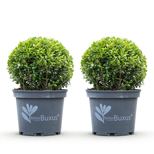 GreenboutiQ - Buxus Kugel - BetterBuxus Skylight - Resistenz gegen den Buxus-Schimmel - 2 Pflanzen - Topf 23cm Kugel 25cm 