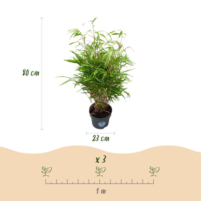 Green boutiQ - Gräser - Fargesia Rufa - Bambus - Nicht Ausbreitend - Grün - 1 Pflanze - Topf 23 cm - Höhe 80 cm 