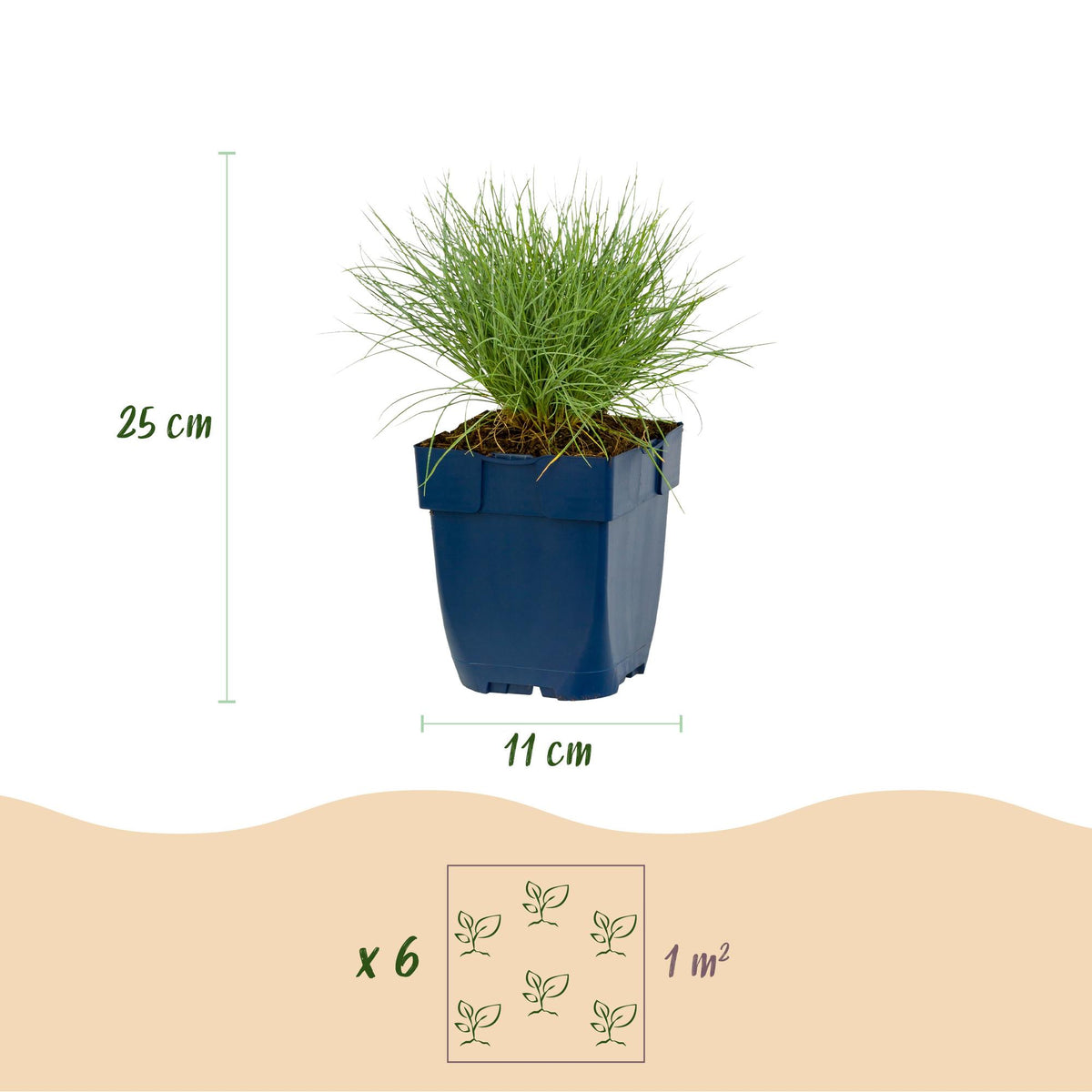 Blauschwingel – Festuca glauca – 6 Pflanzen – Topf Ø11cm – Bienenfreundliche Staude für Garten & Balkon – Ansicht 3