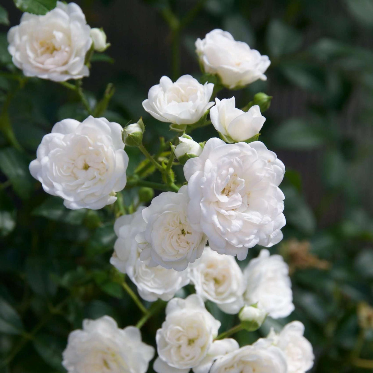 Green boutiQ - Gartenrose - Rosa White Fairy - Rose - Winterhart - Weiß - 3 Pflanzen - Topf 12cm - Höhe 20-25cm 