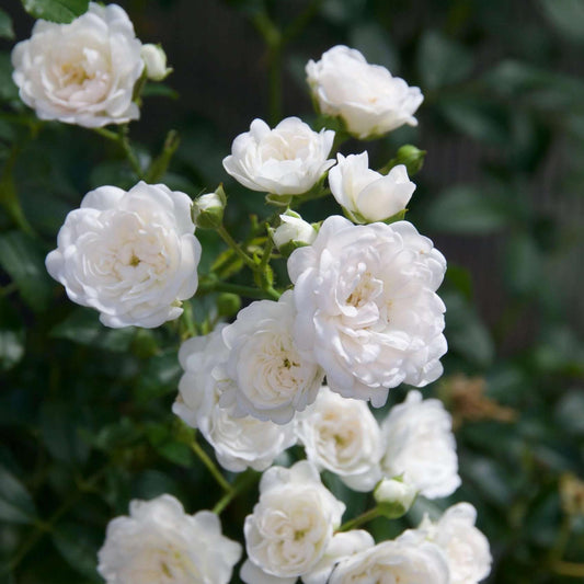 Green boutiQ - Gartenrose - Rosa White Fairy - Rose - Winterhart - Weiß - 3 Pflanzen - Topf 12cm - Höhe 20-25cm 