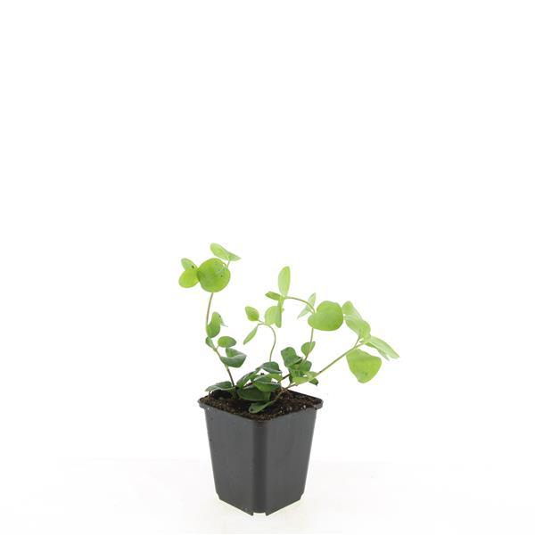 Großes Immergrün Vinca major – ↕10-25cm – Ø9cm – Immergrüner Bodendecker mit violett – blauen Blüten – Ansicht 22