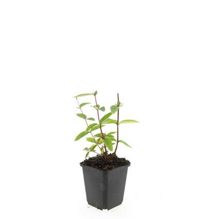 Hypericum inodorum 'Annebel' – 24 Pflanzen – ↕10-25 cm – Ø9 cm – Kompakter, winterharter Strauch mit gelben Blüten – Pflegeleichter Bodendecker & Beetpflanze 