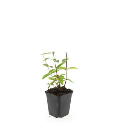 Hypericum inodorum 'Annebel' – 24 Pflanzen – ↕10-25 cm – Ø9 cm – Kompakter, winterharter Strauch mit gelben Blüten – Pflegeleichter Bodendecker & Beetpflanze 