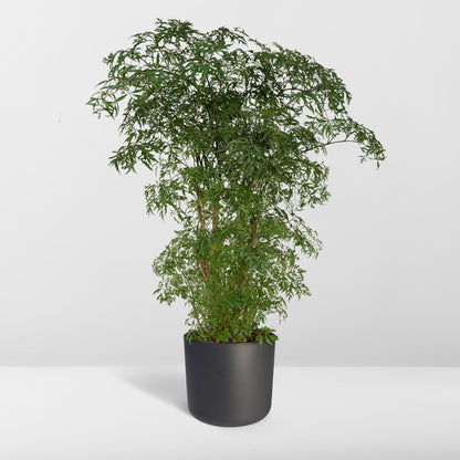 Polyscias Fruticosa (Aralia) - Ø21cm - ↕75cm 