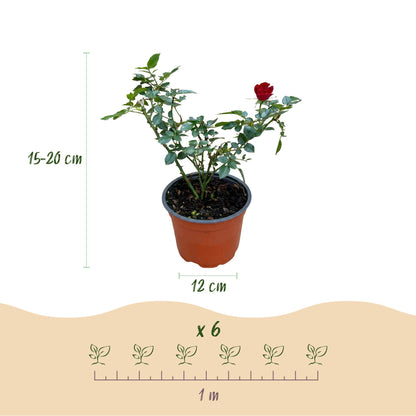 Green boutiQ - Garten Rose - Rosa Rote The Fairy - Rose - Winterhart - Rot - 1 Pflanze - Topf 12cm - Höhe 20-25cm 