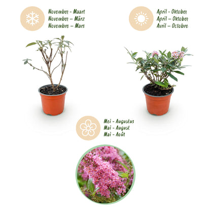 Green boutiQ - Gartenpflanze - Buddleja davidii Butterfly Candy Little Pink - Schmetterlingsstrauch - Kompakt - Rosa - 3 Pflanzen - Topf 12cm - Höhe 20-25cm 