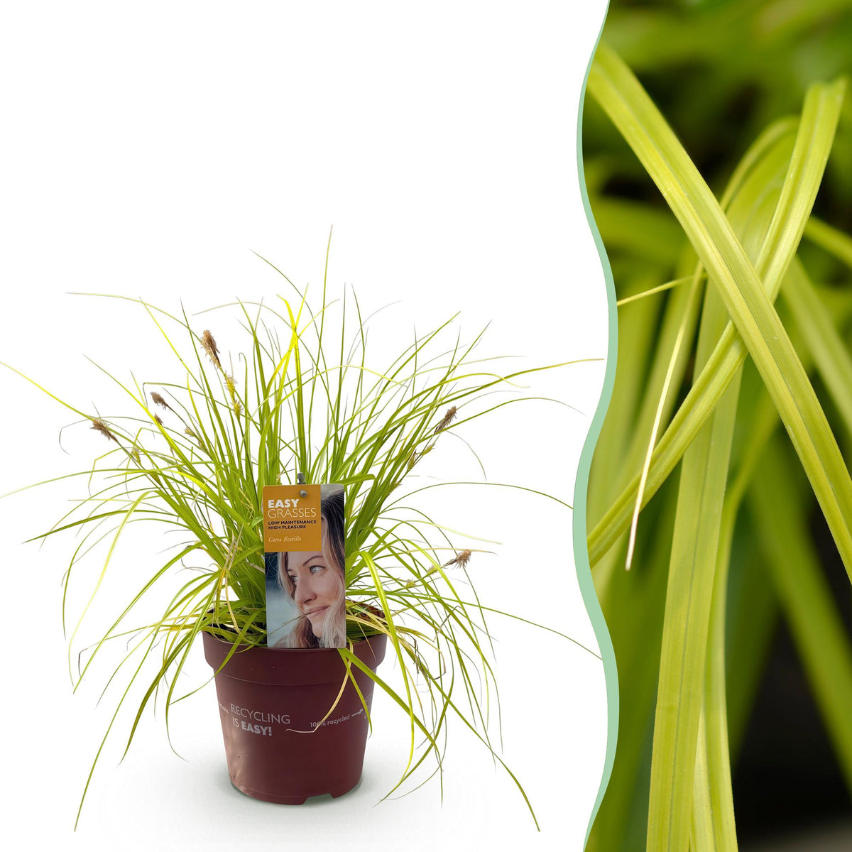 GreenboutiQ - Ziergräser - Carex oshimensis Everillo - Gelb - 1 Pflanze - Immergrün - Winterhart - Topf 17cm Höhe 50cm 