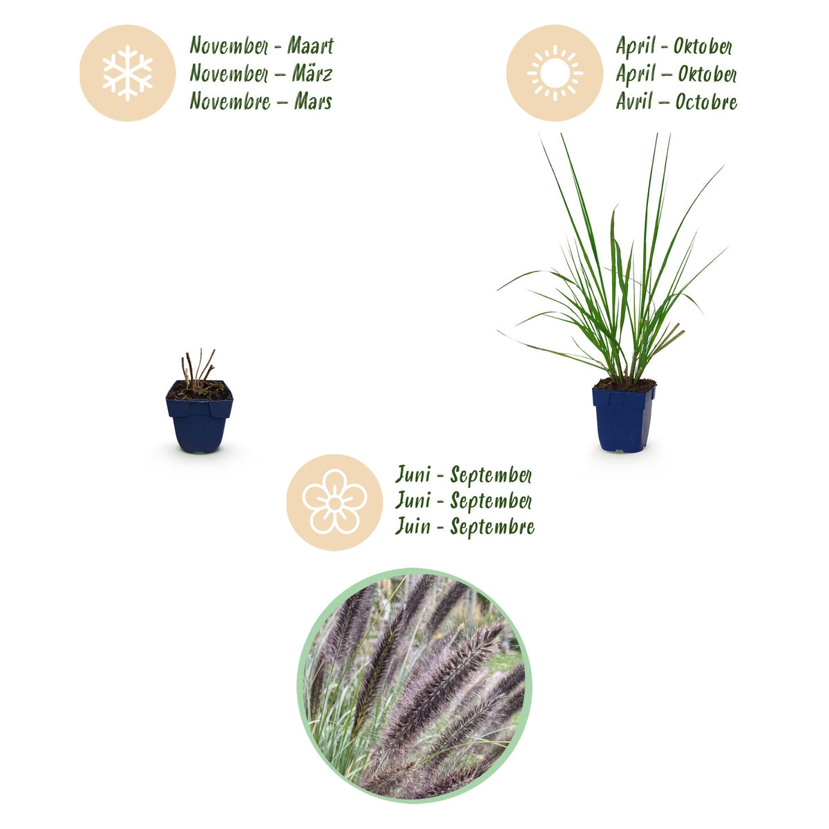 Lampenputzergras 'Black Beauty' – Pennisetum alopecuroides 'Black Beauty' – Topf Ø11cm – Ansicht 4