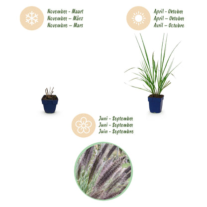 Lampenputzergras 'Black Beauty' – Pennisetum alopecuroides 'Black Beauty' – Topf Ø11cm – Ansicht 4