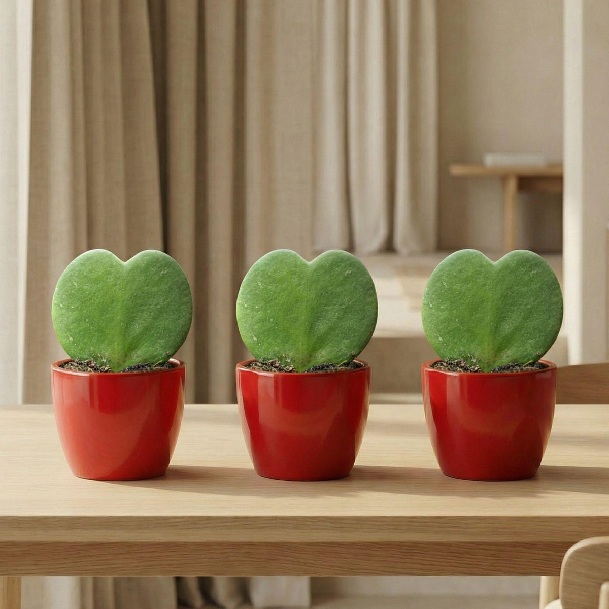 Sweetheart Plant Set (Hoya Kerrii ) - 3x Pot & Plant - Rood 