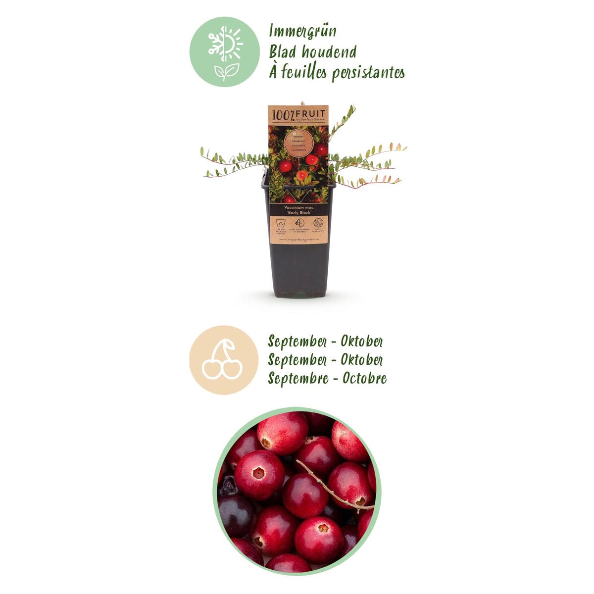 Green boutiQ - Fruit Plant - Vaccinium mac. Early Black - Cranberry - Winter Hardy - Blueberry - 2 Plants - Pot 15cm - Height 50cm 