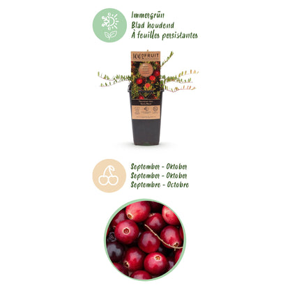 Green boutiQ - Fruit Plant - Vaccinium mac. Early Black - Cranberry - Winter Hardy - Blueberry - 2 Plants - Pot 15cm - Height 50cm 