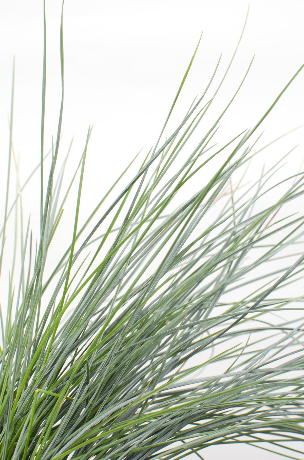 Blauschwingel-Gras - Festuca glauca Azura Blue - Ø14cm - ↨30cm 