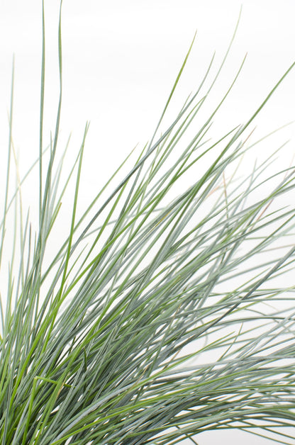 Blauschwingel-Gras - Festuca glauca Azura Blue - Ø14cm - ↨30cm 