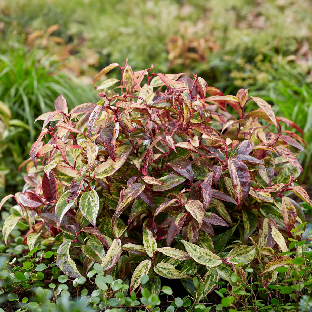 GreenboutiQ - Gartenpflanze - Leucothoe Makijaz - Braun - 1 Pflanze - Immergrün - Wenig Pflege - Topf 17cm Höhe 45cm 