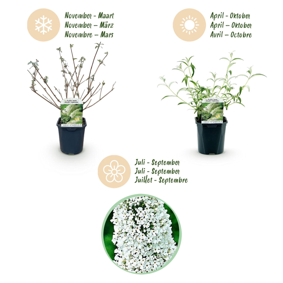 Green boutiQ - Garden Plant - Buddleja davidii White Profusion - Butterfly Bush - Hardy - White - 3 Plants - Pot 17cm - Height 45cm 