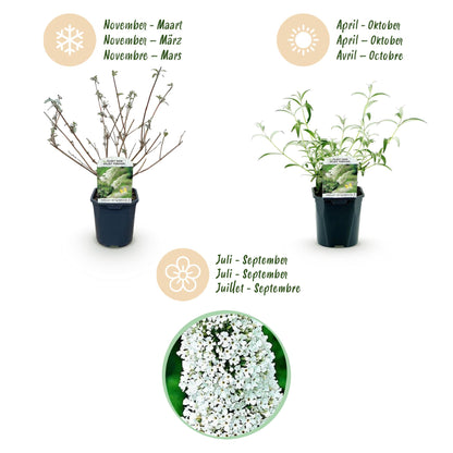Green boutiQ - Garden Plant - Buddleja davidii White Profusion - Butterfly Bush - Hardy - White - 3 Plants - Pot 17cm - Height 45cm 