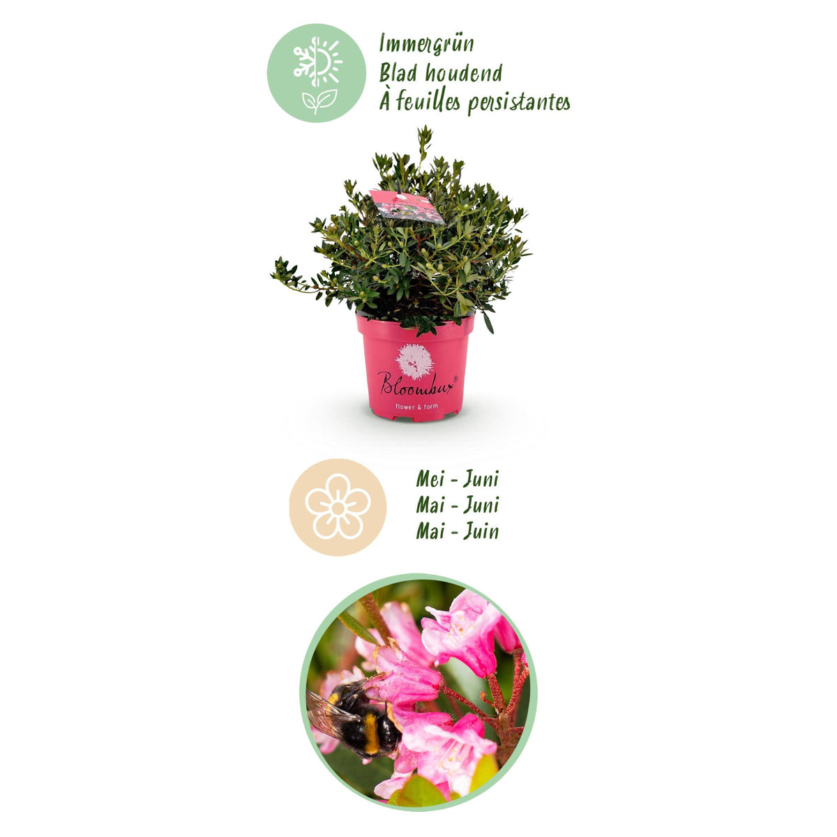 Green boutiQ - Zwerg-Rhododendron - Rhododendron Bloombux Magenta - Blühende Buxus - Wenig Pflege - Rosa Blüte - 2 Pflanzen - Topf 23cm - Höhe 45-55cm 